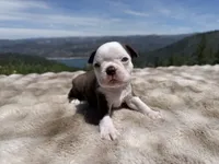 Blue Eye Boy, a male Boston Terrier for sale in Oroville, CA – 1 of 8