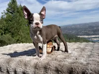 Blue Eye, a male Boston Terrier for sale in Oroville, CA – 5 of 10