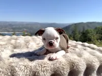 Blue Eye Boy, a male Boston Terrier for sale in Oroville, CA – 7 of 8
