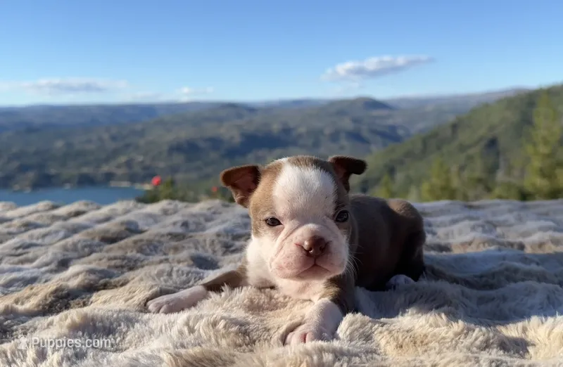 Chocolate girl – Boston Terrier puppy for sale in Oroville, CA