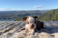 Chocolate girl, a female Boston Terrier for sale in Oroville, CA – 1 of 2