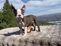 Blue Eye, a male Boston Terrier for sale in Oroville, CA – 3 of 10