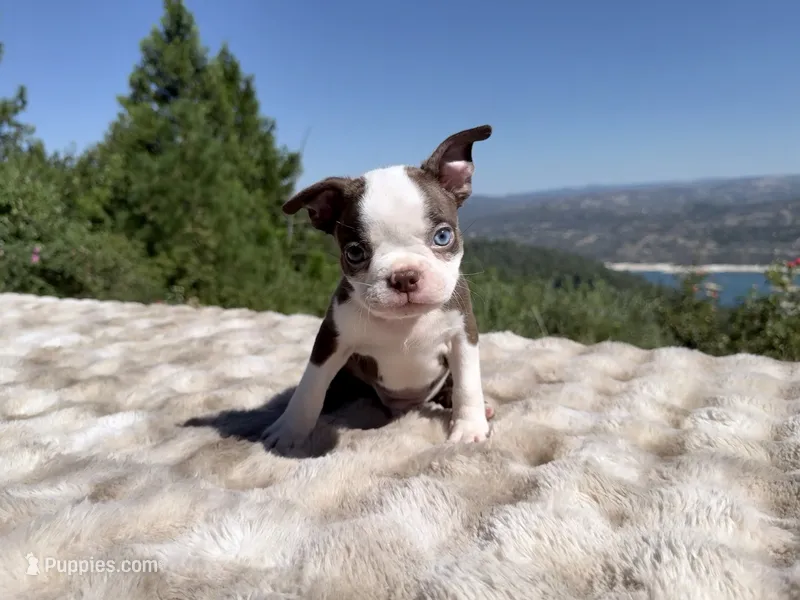 Hershey BlueEye – Boston Terrier puppy for sale in Oroville, CA