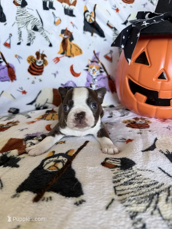 Salem – Boston Terrier puppy for sale in Oroville, CA