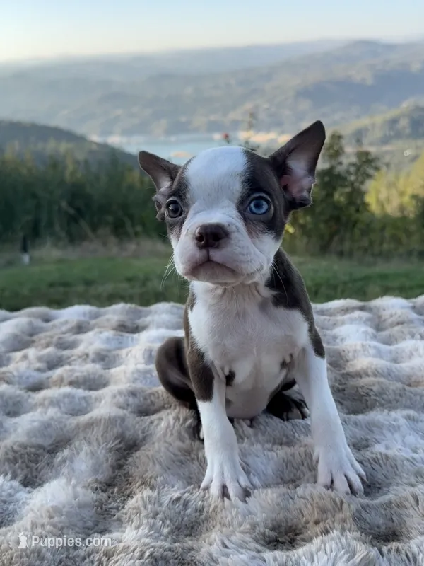 Hershey BlueEye – Boston Terrier puppy for sale in Oroville, CA