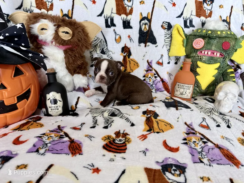 Batty – Boston Terrier puppy for sale in Oroville, CA