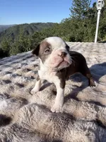 Hershey, a male Boston Terrier for sale in Oroville, CA – 2 of 3