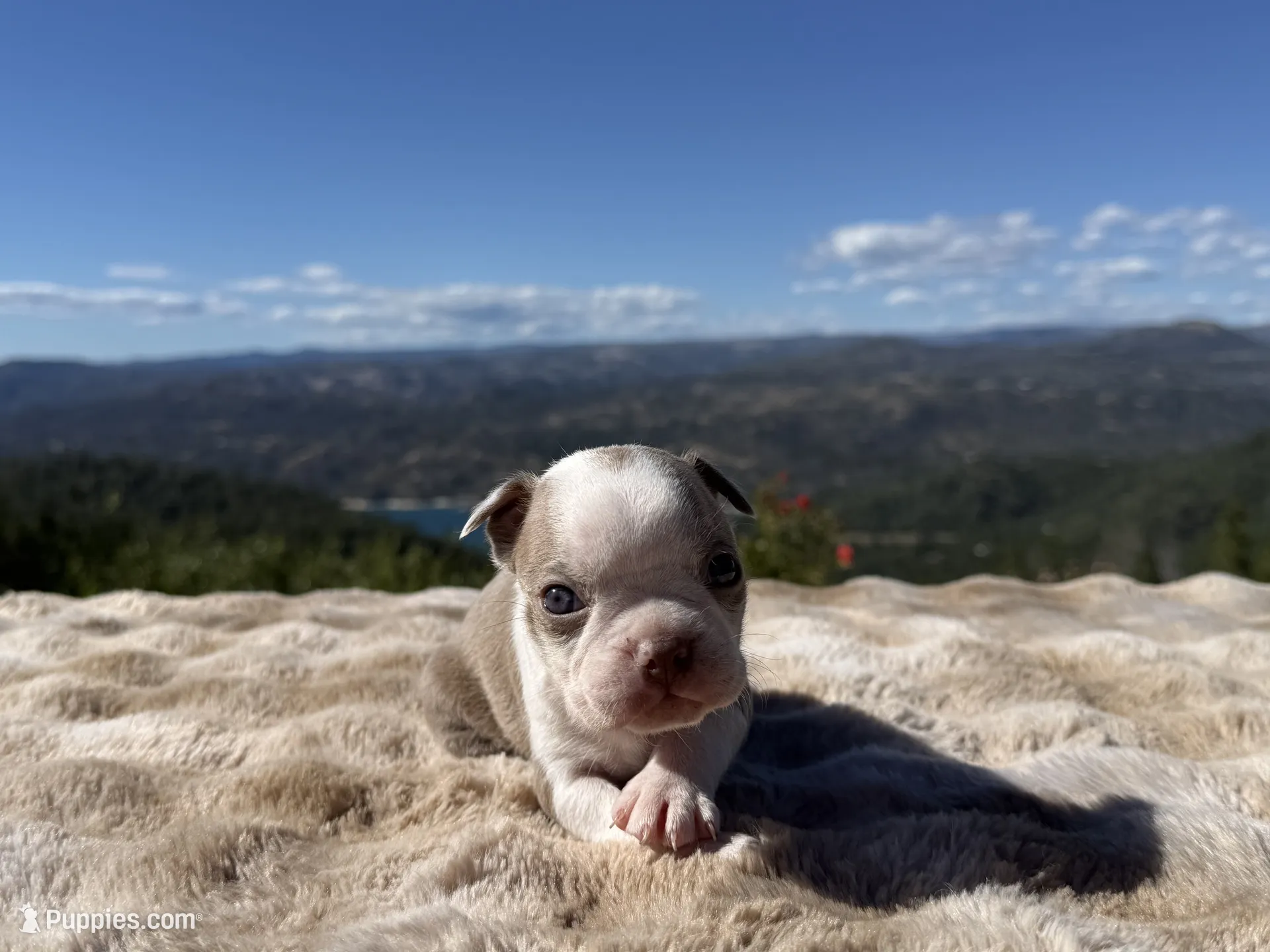 Lilac Boy Blue Eye – Boston Terrier Puppy for Sale | Puppies.com