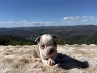 Lilac Boy Blue Eye, a male Boston Terrier for sale in Oroville, CA – 1 of 3