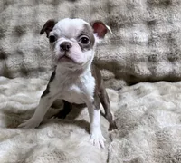 processed/50ee82b8-60e6-44aa-908d-ccdabf1f1505/listing/b106e33b-5520-49da-a8db-21008fbd5ad3/5a3bd923-0d99-48de-982f-f87c809ca0e9