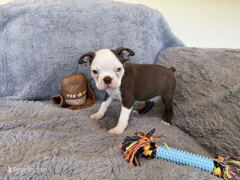 Blue Eye Boy – Boston Terrier puppy for sale in Oroville, CA
