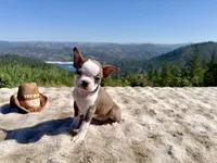 Chocolate girl, a female Boston Terrier for sale in Oroville, CA – 5 of 7