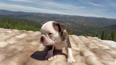 Blue Eye Boy, a male Boston Terrier for sale in Oroville, CA – 8 of 8