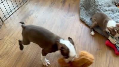 Lilac  boy, a male Boston Terrier for sale in Oroville, CA – 7 of 7