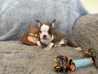 Chocolate girl, a female Boston Terrier for sale in Oroville, CA – 3 of 7