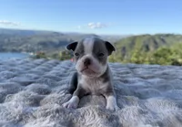 Lilac girl , a female Boston Terrier for sale in Oroville, CA – 2 of 2
