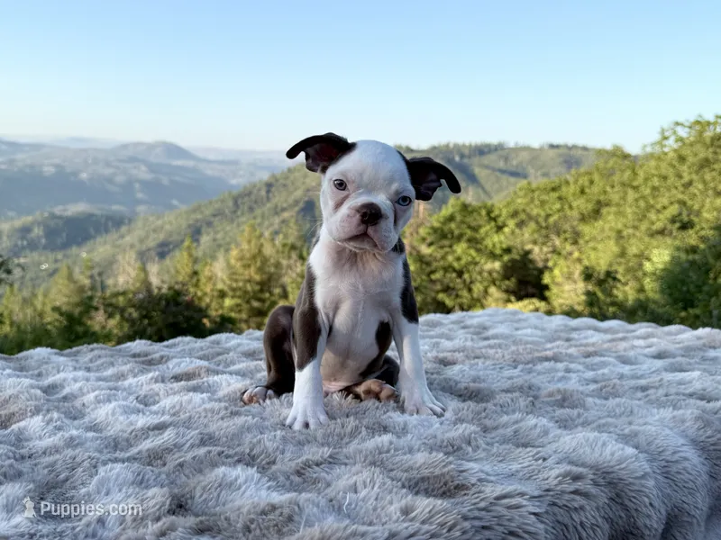 Blue Eye Boy – Boston Terrier puppy for sale in Oroville, CA
