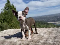 Blue Eye, a male Boston Terrier for sale in Oroville, CA – 4 of 10