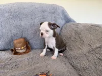 Blue Eye Boy, a male Boston Terrier for sale in Oroville, CA – 6 of 8