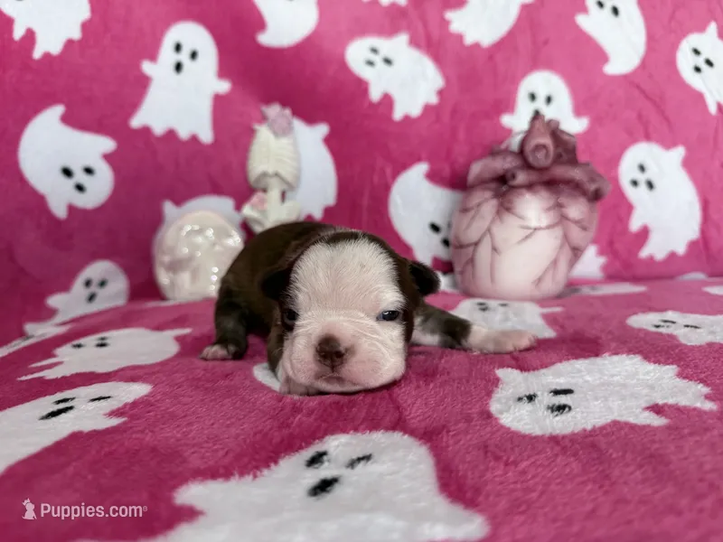 Pumpkin – Boston Terrier puppy for sale in Oroville, CA