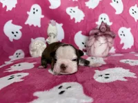 Pumpkin, a female Boston Terrier for sale in Oroville, CA – 1 of 1