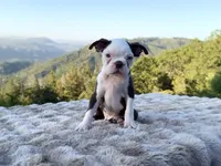 Blue Eye Boy, a male Boston Terrier for sale in Oroville, CA – 3 of 8