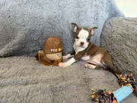 Chocolate girl, a female Boston Terrier for sale in Oroville, CA – 4 of 7