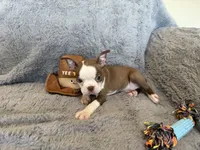 Chocolate girl, a female Boston Terrier for sale in Oroville, CA – 1 of 7
