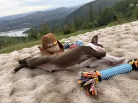 Hershey BlueEye, a male Boston Terrier for sale in Oroville, CA – 8 of 8