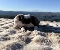 Blue Eye Boy, a male Boston Terrier for sale in Oroville, CA – 4 of 8