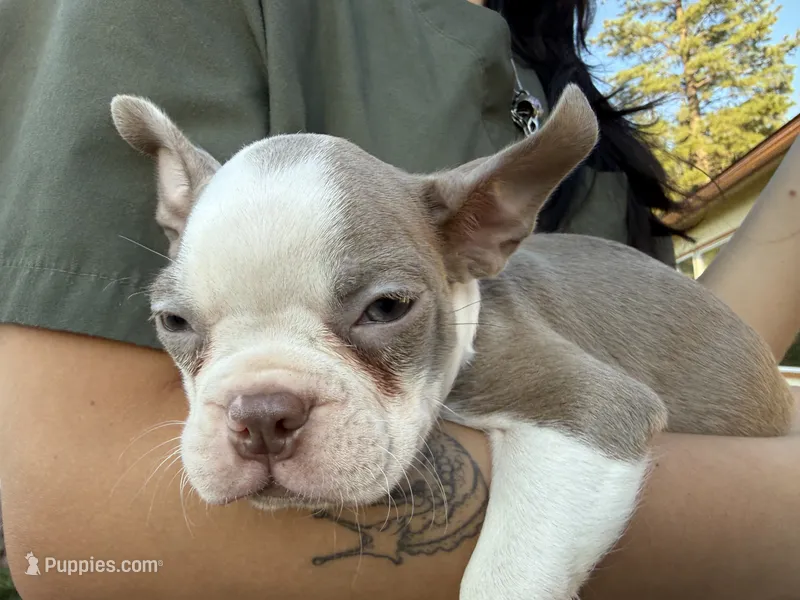 Lilac  boy – Boston Terrier puppy for sale in Oroville, CA