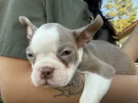 Lilac  boy, a male Boston Terrier for sale in Oroville, CA – 2 of 7