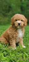 Mila, a female Miniature Goldendoodle for sale in Commerce, TX – 3 of 7