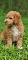 Mila, a female Miniature Goldendoodle for sale in Commerce, TX – 6 of 7