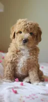 Mila, a female Miniature Goldendoodle for sale in Commerce, TX – Photo 7 of 10