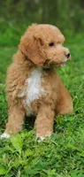Mila, a female Miniature Goldendoodle for sale in Commerce, TX – 7 of 7