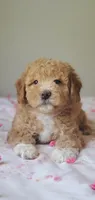 Mila, a female Miniature Goldendoodle for sale in Commerce, TX – Photo 3 of 10