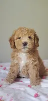 Mila, a female Miniature Goldendoodle for sale in Commerce, TX – Photo 6 of 10