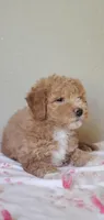 Mila, a female Miniature Goldendoodle for sale in Commerce, TX – Photo 5 of 10
