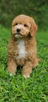 Mila, a female Miniature Goldendoodle for sale in Commerce, TX – 4 of 7