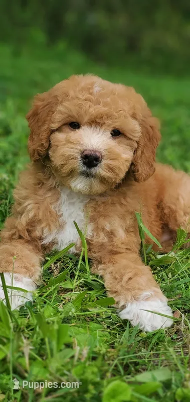 Mila – Miniature Goldendoodle puppy for sale in Commerce, TX