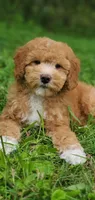 Mila, a female Miniature Goldendoodle for sale in Commerce, TX – 1 of 7