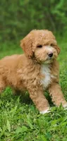Mila, a female Miniature Goldendoodle for sale in Commerce, TX – 5 of 7