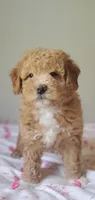 Mila, a female Miniature Goldendoodle for sale in Commerce, TX – Photo 2 of 10