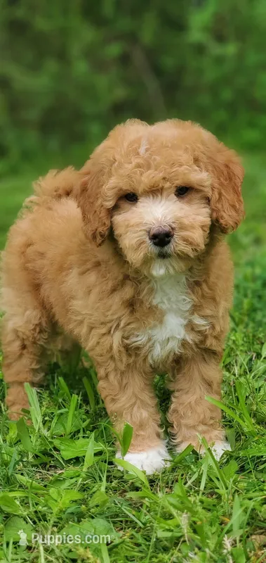 Mila – Miniature Goldendoodle puppy for sale in Commerce, TX