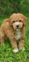 Mila, a female Miniature Goldendoodle for sale in Commerce, TX – 2 of 7