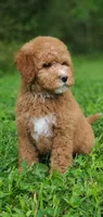 Mia, a female Miniature Goldendoodle for sale in Commerce, TX – 8 of 9