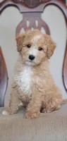 Archie, a male Miniature Goldendoodle for sale in Commerce, TX – Photo 3 of 8