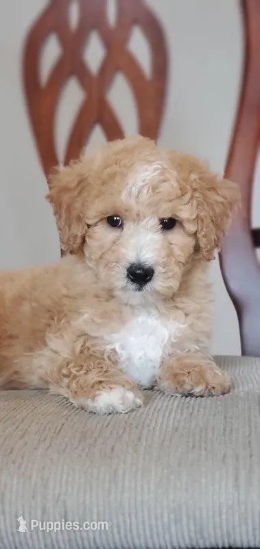 Archie – Miniature Goldendoodle puppy for sale in Commerce, TX