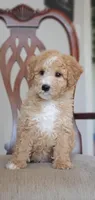 Archie, a male Miniature Goldendoodle for sale in Commerce, TX – Photo 6 of 8